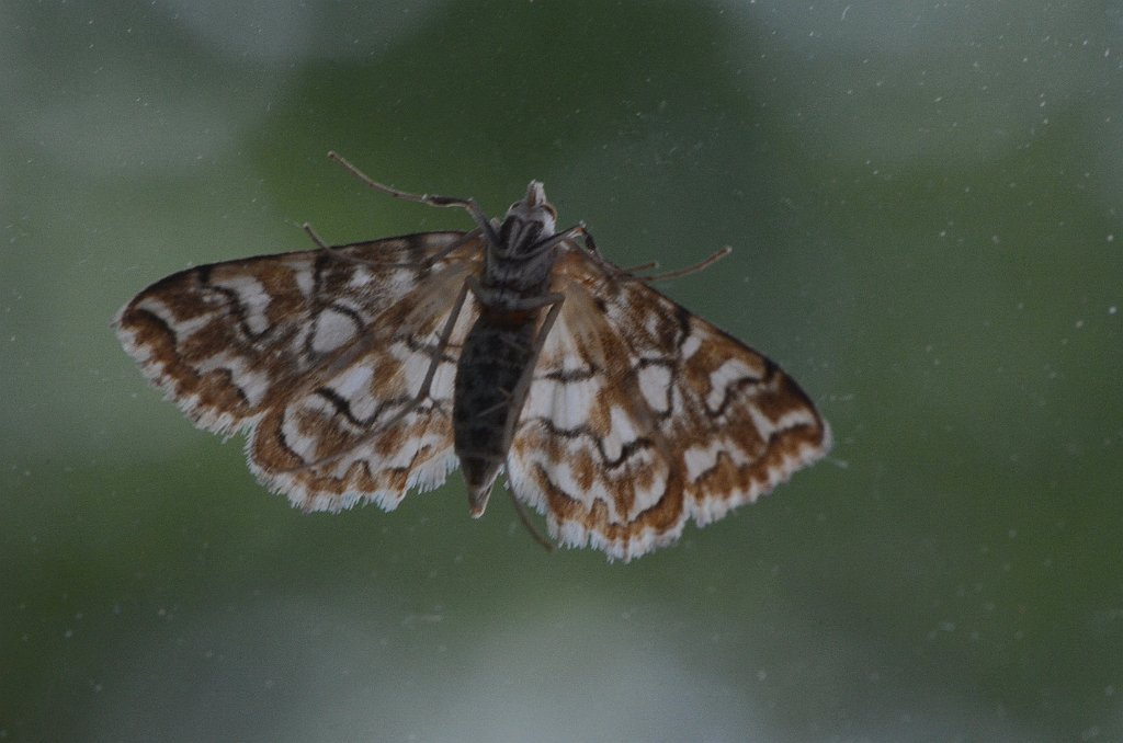 050 2016-08072034 Pointe Rok, MA.JPG - Pondside Crambid (Elophila icciusalis). Pointe Rok Estates, MA, 8-7-2016